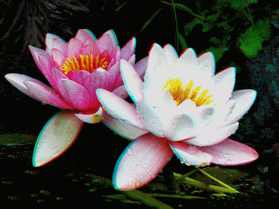 3d_relief_anaglyph_rose_flower